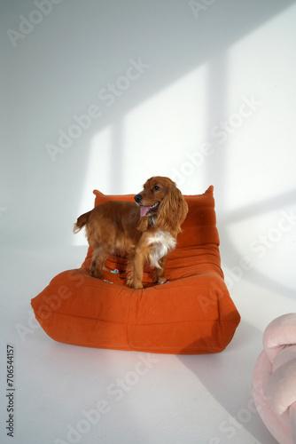 dog photo shoot in the studio. dog on a chair