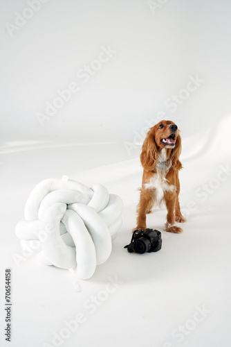 A dog smiles in a photo studio. Camera