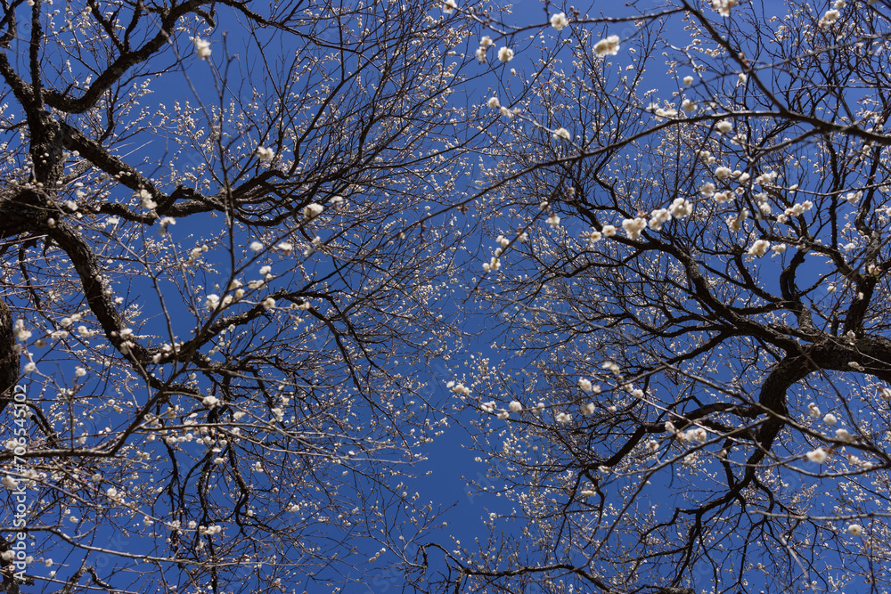 White plum flowers at Atami plum park in Shizuoka daytime White plum flowers at Atami plum park in Shizuoka daytime