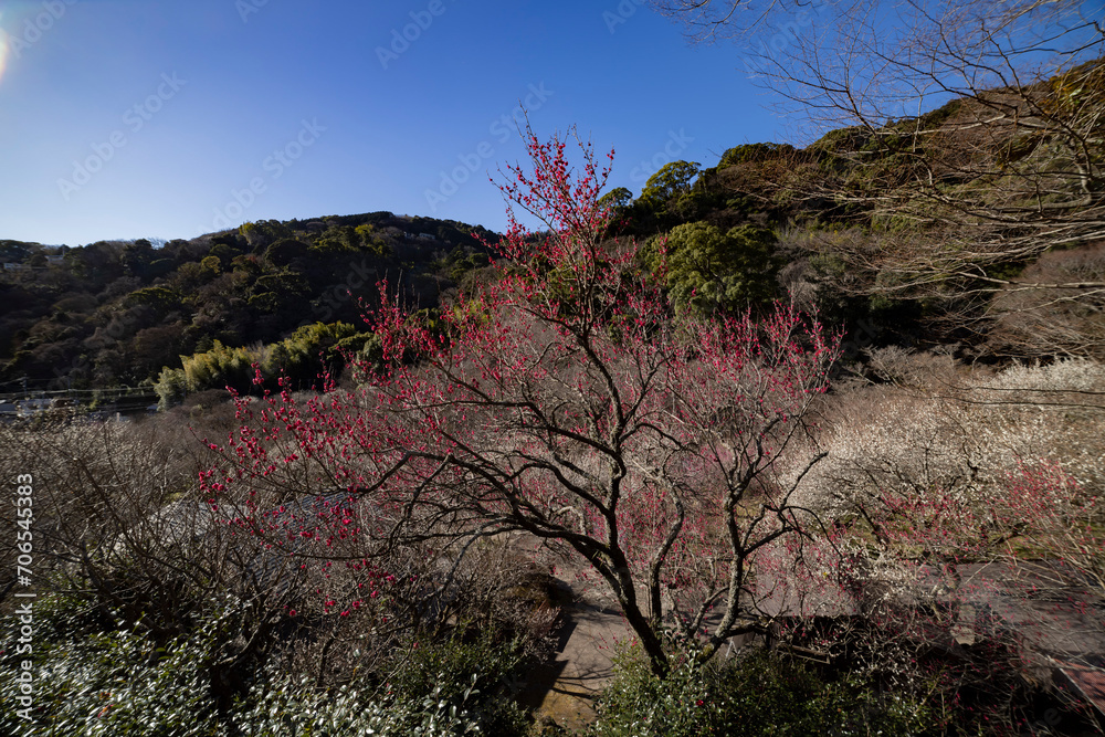 Plum flowers at Atami plum park in Shizuoka daytime wide shot Plum flowers at Atami plum park in Shizuoka daytime wide shot
