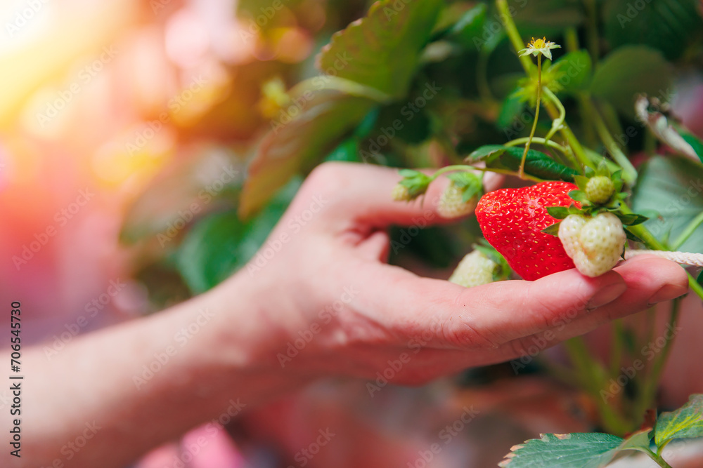 Obraz premium Worker harvesting fresh strawberries on vertical hydroponic farm in greenhouse plants, led violet lights