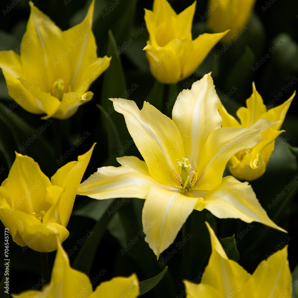 Obraz premium Yellow tulips. Yellow and green floral background. Elegant flowers of tulips. Bright flowers pattern, design, texture