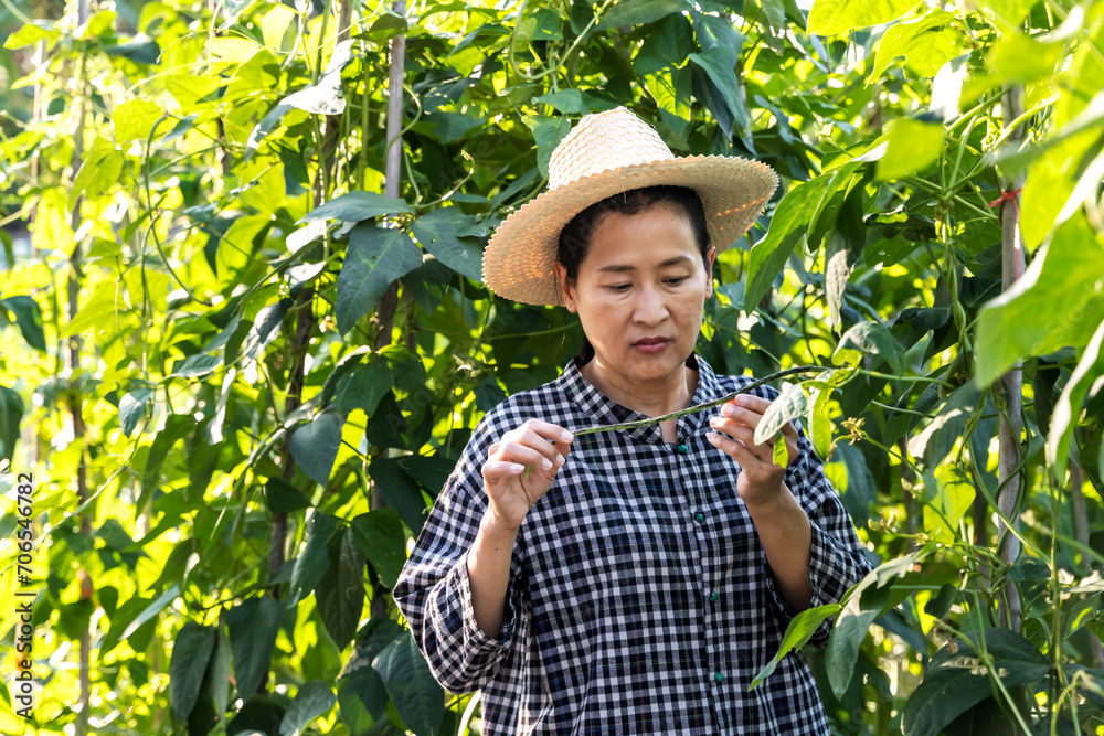 Asian female farmer looking at long bean in garden