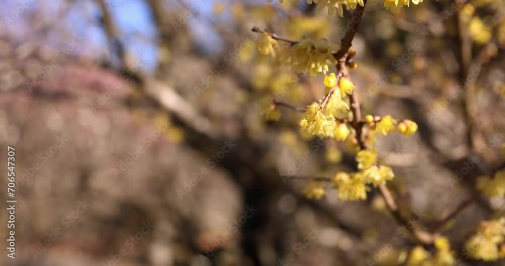 Yellow plum flowers at Atami plum park in Shizuoka daytime Yellow plum flowers at Atami plum park in Shizuoka daytime