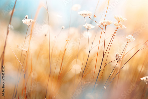 Wild grass and flowers. Macro image of the field. Abstract nature background. Autumn dry grass background texture. Warm wallpaper with dry wildflower and grass meadow. Countryside.