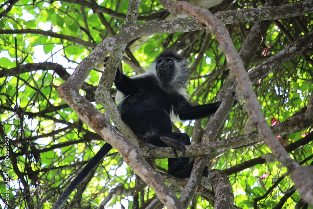 Naklejka premium Diani Beach, Kenya