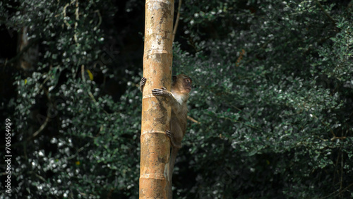 Macaque sur un bambou