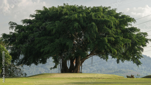 Arbre gigantesque 