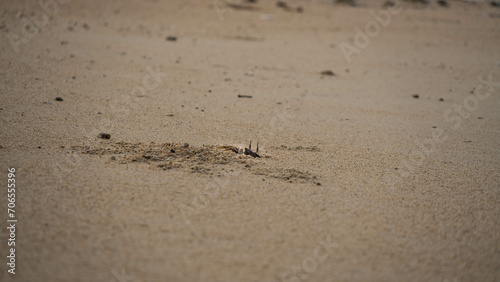 Un crabe sort de son trou sur la palge