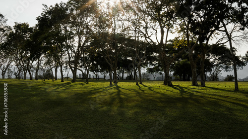 Ombres des arbres sur la prairie verdoyante