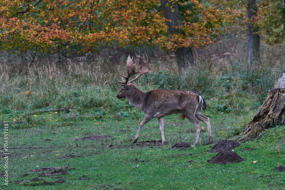 Damwild im Herbst während der Brunft Damwild im Herbst während der Brunft