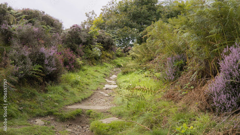 Chemin féérique bordé de bruyères