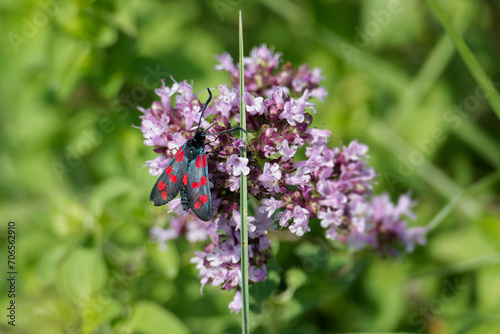 Six-spot Burnet  Zygaena filipendulae  sitting on a pink flower in Zurich  Switzerland