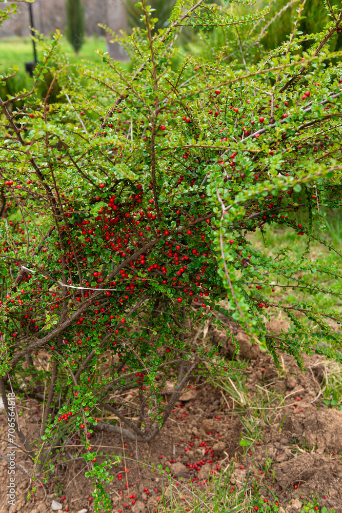Obraz premium Bush with small red ripe fruits in the garden