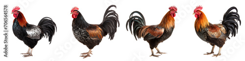 A set of bantam breed in Thailand chicken isolated on a transparent background PNG photo