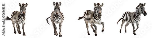 A set of Zebra running isolated on a transparent background PNG