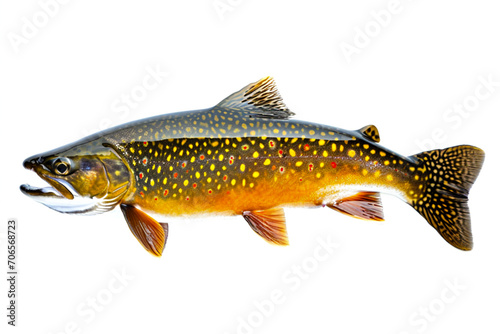 Brook Trout isolated on white photo