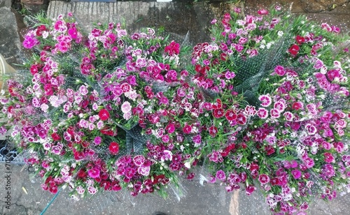 Purple flowers