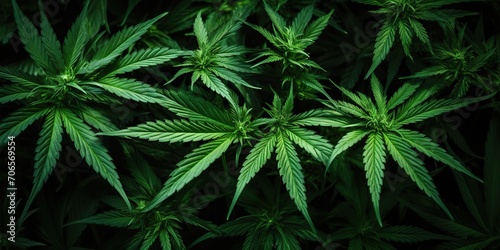 AI Generated. AI Generative. Raw flower plant herbal medicnie canabis leaves green marijuana background. Graphic Art