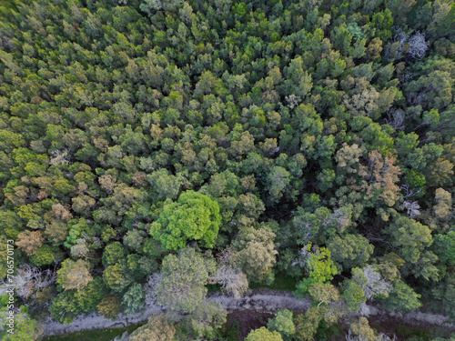 Aerial view of a lush forest consisting of a variety of trees  seen from above. Wahroonga  Australia