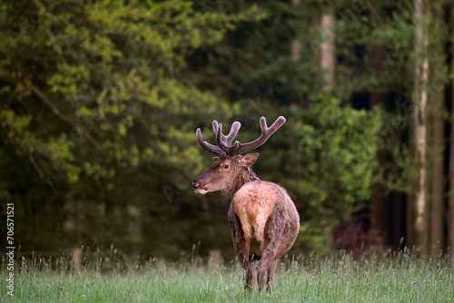 deer in the woods