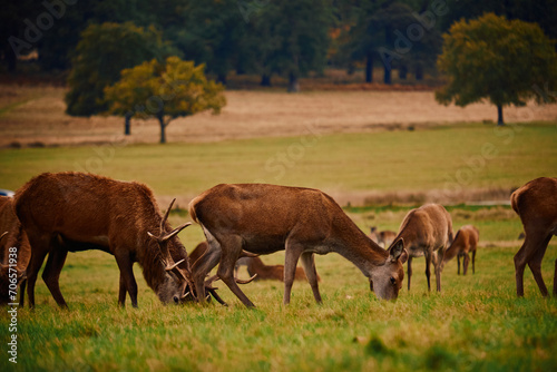 herd of deer grazing in a field