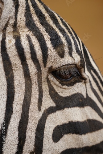 african wildlife  zebra  face  eye  close up