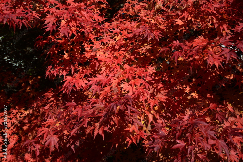 closeup of a red tree that has some green leaves closeup of a red tree that has some green leaves