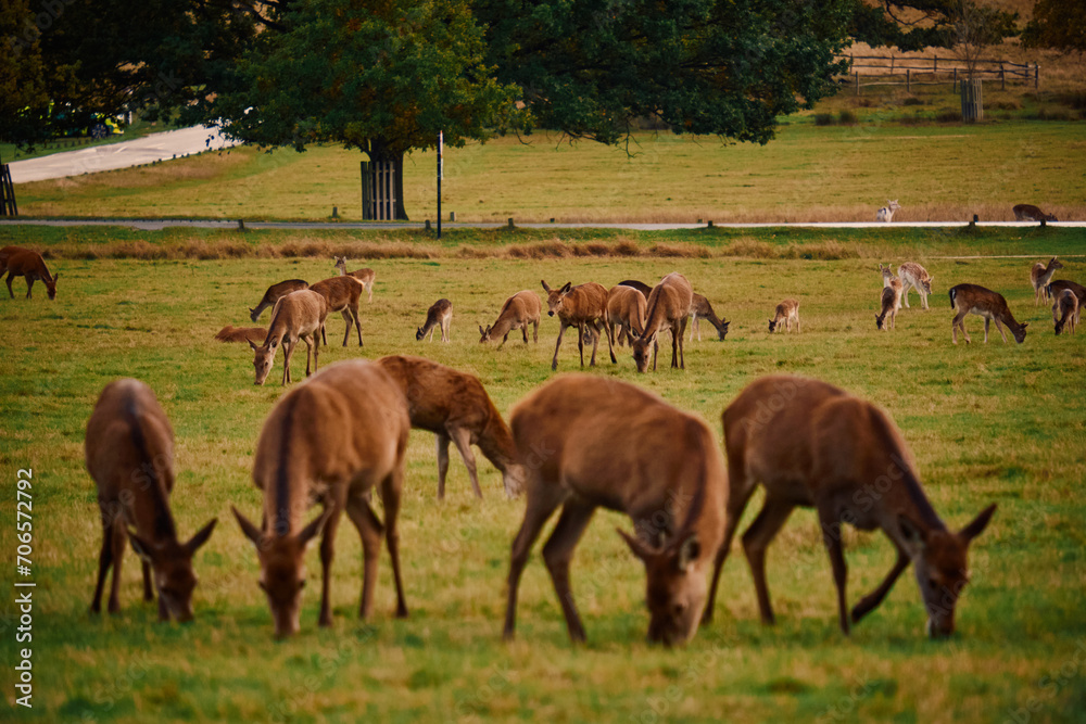 Obraz premium English deer grazing in a field in Richmond Park, UK