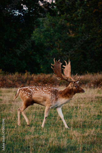 Royal deer English stag in field at sunset 