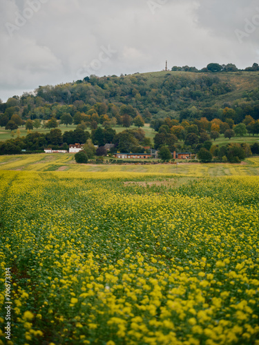 Green Field of rapeseed flowers in England in summer 