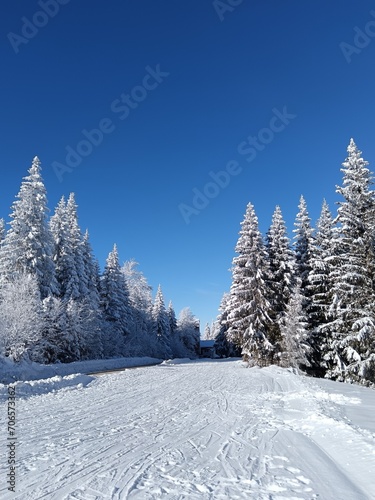 snow covered trees