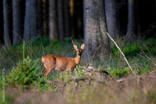 deer in the woods