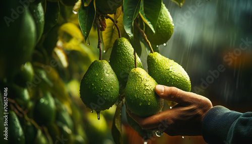 Recreation of hand taking a avocado of  a tre a rainy day photo