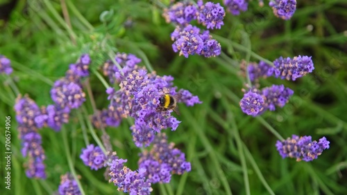 Bumblebee Collecting Nectar and Pollitnating Blooming Lavender Flowers