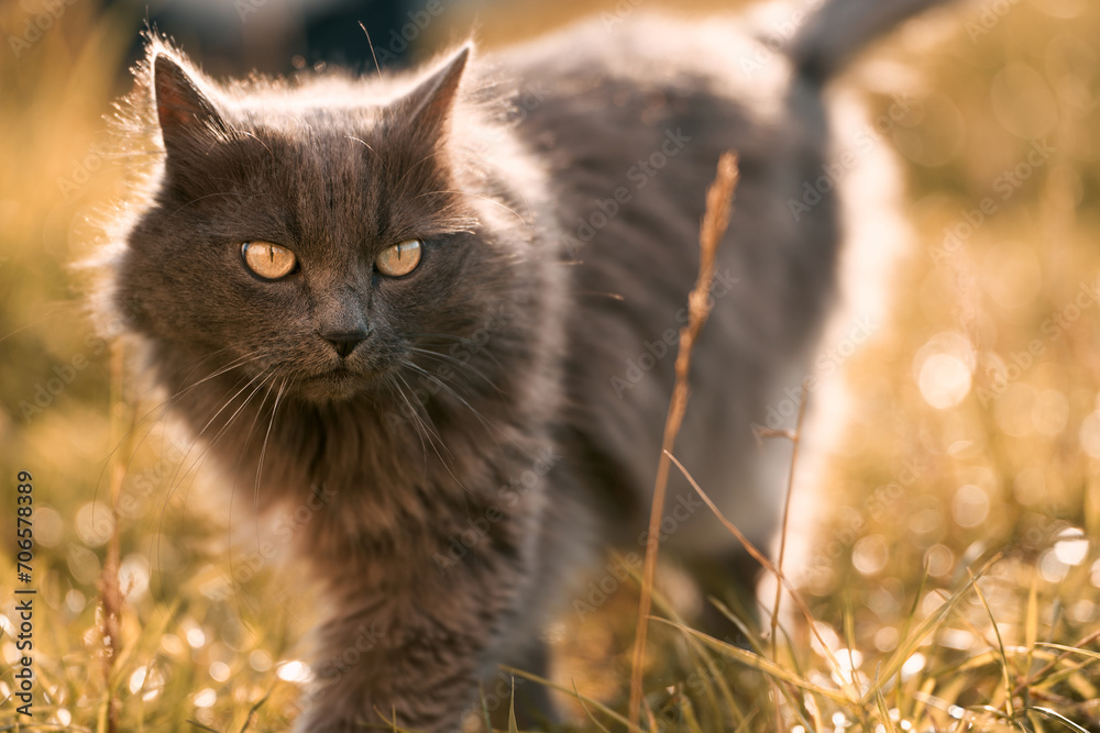 A black cat sits majestically amidst the tall green grass illuminated by the golden rays of the setting sun.