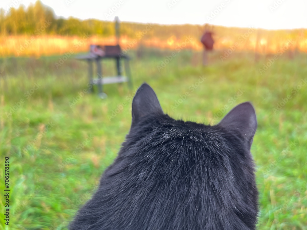 Cat's Perspective. Outdoor Adventure from Behind Those Ears. Cat ears close-up. Close-up view of the cat's head from behind. Cat's Perspective. Outdoor Adventure from Behind Those Ears. Cat ears close-up. Close-up view of the cat's head from behind.