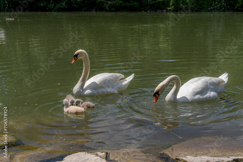 Familie Schwan schwimmt gemeinschaftlich auf der Loisach photo