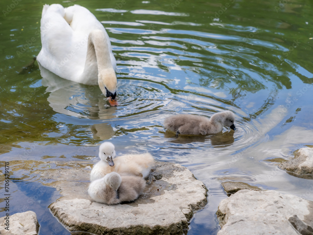 Fototapeta premium Ein Schwan bei seiner Brut im Wasser