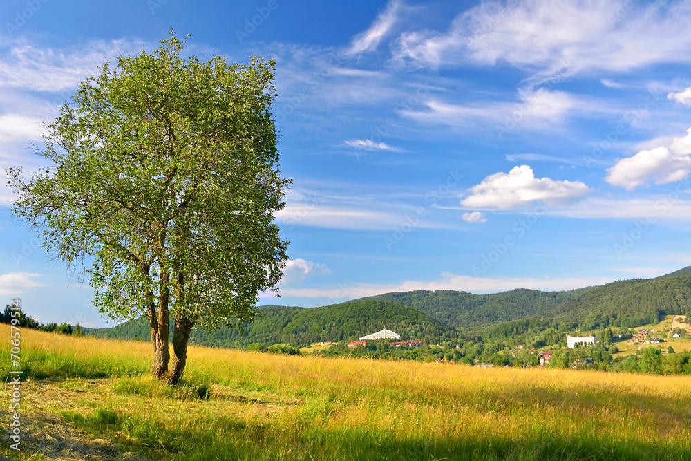 Obraz premium Sunny evening in the Low Beskids. A lonely tree in a grassy field. Wooded hills and buildings in Wysowa Zdroj in the background.