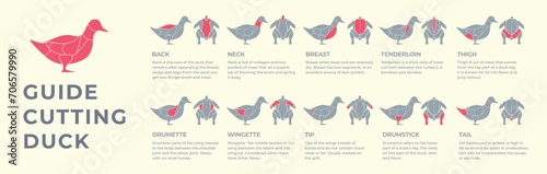 Guide cutting meat carcass duck, turkey, pork, lamb, cow, chicken. Butcher guide. Diagrams сutting parts meat carcass domestic farm poultry and farm livestock. Vector flat color illustration isolated.
