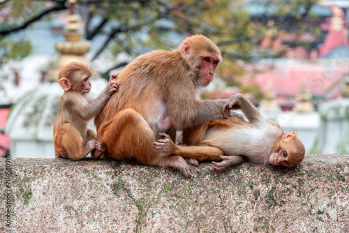 Monkeys close Pashupatinath Temple near Bagmati River that flows through the Kathmandu valley of Nepal. Hindus are cremated on the banks of this holy river