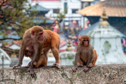 Monkeys close Pashupatinath Temple near Bagmati River that flows through the Kathmandu valley of Nepal. Hindus are cremated on the banks of this holy river photo