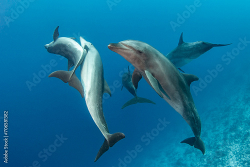 Bottlenose dolphins, French Polynesia © Tropicalens