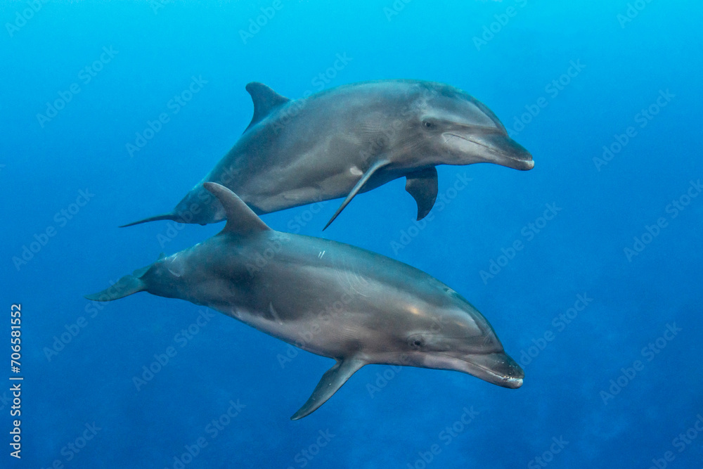 Bottlenose dolphins, French Polynesia Bottlenose dolphins, French Polynesia