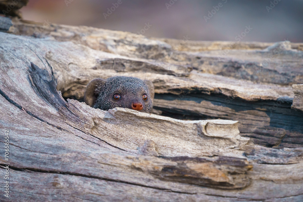 Closeup shot of a Dwarf mongoose peeking from a dead tree in the Moremi Game Reserve, Botswana Closeup shot of a Dwarf mongoose peeking from a dead tree in the Moremi Game Reserve, Botswana