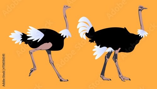 ostrich black & White illustration