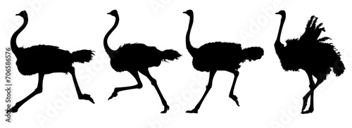 ostrich silhouette illustration photo