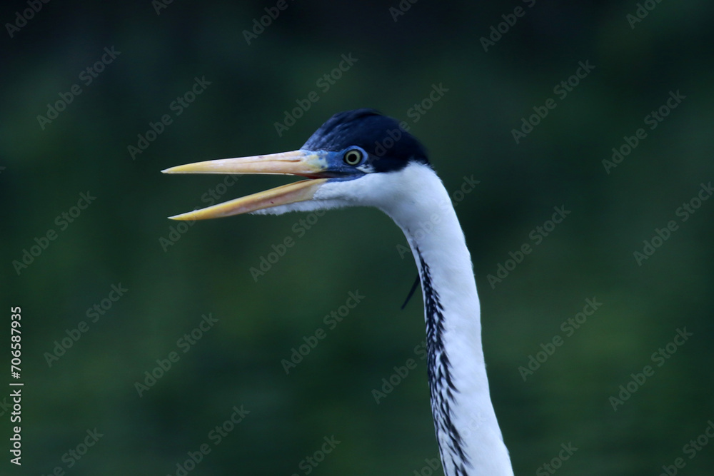 Garça Real Europeia mostrando a sua beleza e elegância na lagoa de Guaratiba -Maricá - RJ Garça Real Europeia mostrando a sua beleza e elegância na lagoa de Guaratiba -Maricá - RJ