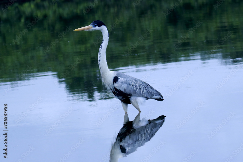 Garça Real Europeia mostrando a sua beleza e elegância na lagoa de Guaratiba -Maricá - RJ Garça Real Europeia mostrando a sua beleza e elegância na lagoa de Guaratiba -Maricá - RJ